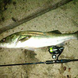 常夜灯ナイトシーバス